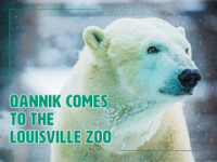 Qannik_Comes_to_the_Louisville_Zoo